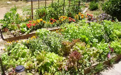 5 Ways to Help Your Garden Survive Summer