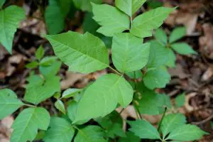 remove poison ivy
