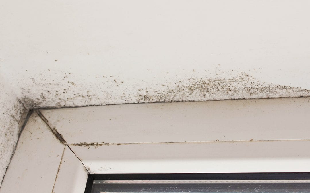 5 Signs of Mold In the Home