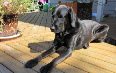5 Deck Safety Tips to Keep Kids and Pets Safe