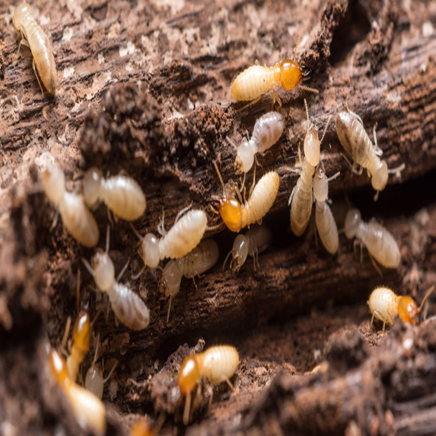 Termite Inspections