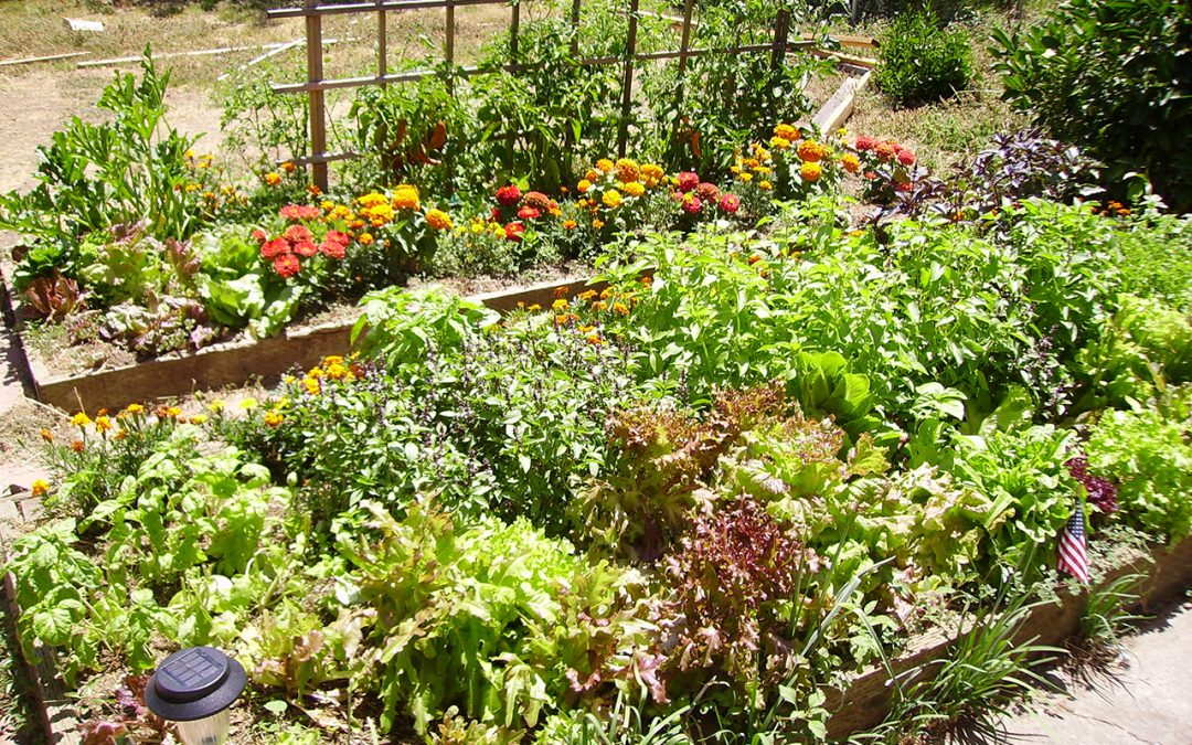help your garden survive summer