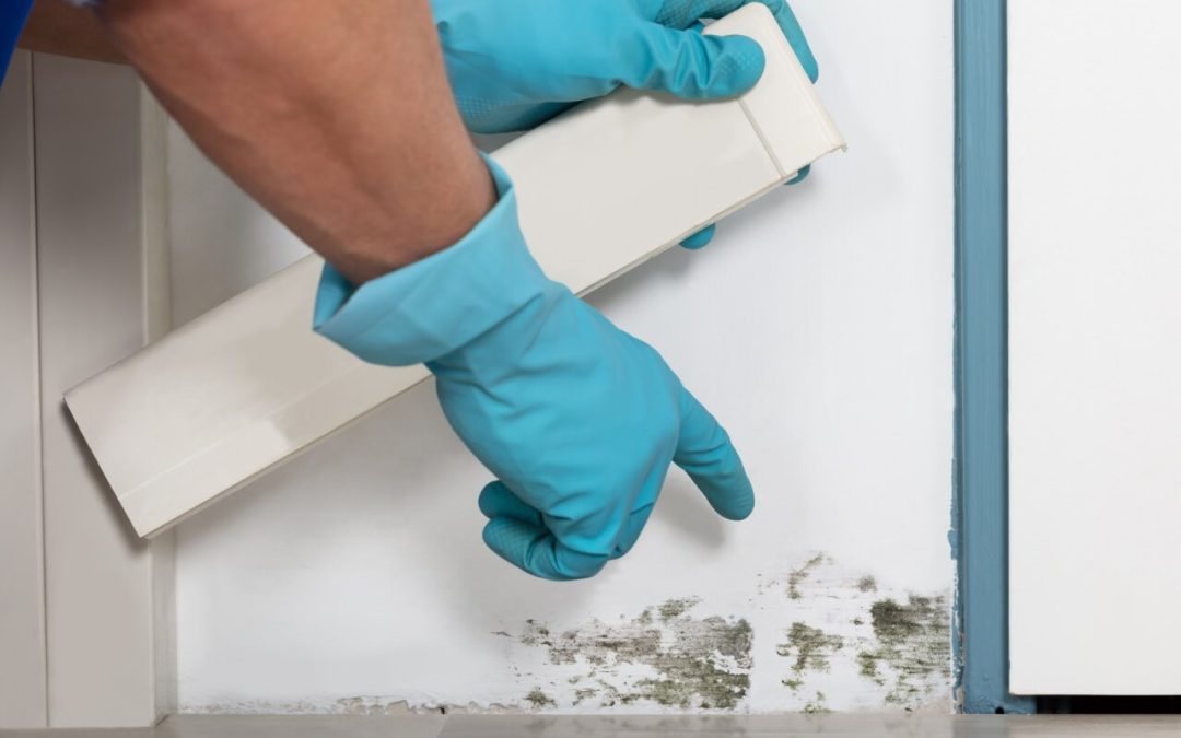 5 Ways to Prevent Mold Growth in Your Home